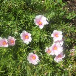 Portulaca grandiflora (Moss Rose)