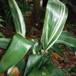 Aspidistra elatior(Cast-Iron Plant3)