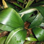 Aspidistra elatior(Cast-Iron Plant)