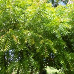 Azadirachta indica (Neem Tree)