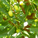 Azadirachta indica (Neem Tree)