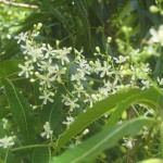 Azadirachta indica (Neem Tree)
