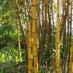 Bambusa vulgaris 'Vittata' (Golden Hawaiian Bamboo)