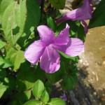 Barleria cristata (Philippine Violet)