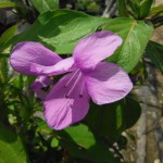 Barleria cristata (Philippine Violet)