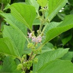 Callicarpa americana (American Beautyberry)