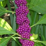 Callicarpa americana (American Beautyberry)