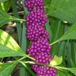 Callicarpa americana (American Beautyberry)