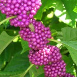 Callicarpa americana (American Beautyberry)