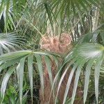 Coccothrinax crinita (Old Man Palm)