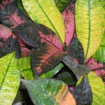 Codiaeum variegatum 'Mrs. Iceton' (Croton)