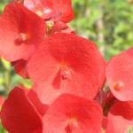 Holmskioldia sanguinea (Red China Hat)