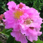 Lagerstroemia speciosa (Queen's Crape Myrtle)