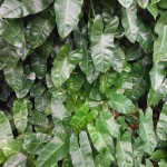 Philodendron sp. 'Burle Marx'(Burle Marx Philodendron)