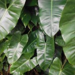 Philodendron sp. 'Burle Marx'(Burle Marx Philodendron)