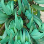 Strongylodon macrobotrys (Jade Vine)