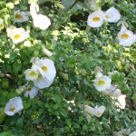 Thunbergia erecta 'Alba' (White King's Mantle)