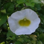 Thunbergia erecta 'Alba' (White King's Mantle)