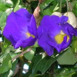 Thunbergia erecta (King's Mantle)