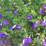 Thunbergia erecta (King's Mantle)