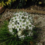 Allium tuberosum (Garlic Chives)