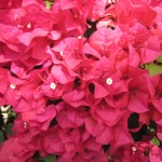 Bougainvillea (Red)
