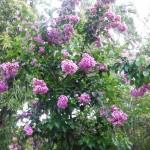Bougainvillea arborea (Tree Bougainvillea)