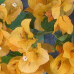 Bougainvillea (Yellow-Orange)