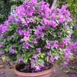 Bougainvillea (Purple Bonsai)