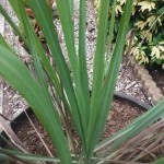 Cymbopogon citratus (Lemon Grass)