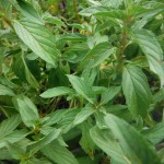 Mentha spicata (Spearmint)