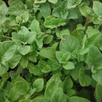 Origanum vulgare (Oregano)