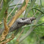 Papilio cresphontes Chrysalis on Ruta graveolens (Giant Swallowtail Butterfly Chrysalis on Common Rue)