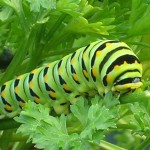 Papilio polyxenes on Petroselinum (Black Swallowtail Butterfly Larvae on Parsley)
