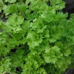 Petroselinum crispum (Parsley)