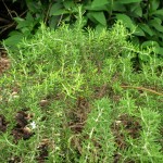 Rosemarinus officinalis 'Prostratus' (Prostrate Rosemary)