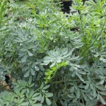 Ruta graveolens (Common Rue)