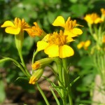 Tagetes lucida (Mexican Tarragon)