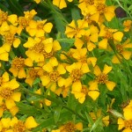 Tagetes lucida (Mexican Tarragon)