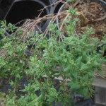 Thymus vulgaris (Thyme)