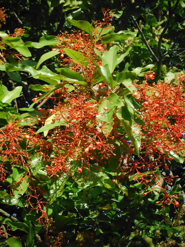 Brachychiton Acerifolia Flame Bottletree2 Richard Lyons Nursery Inc Like This