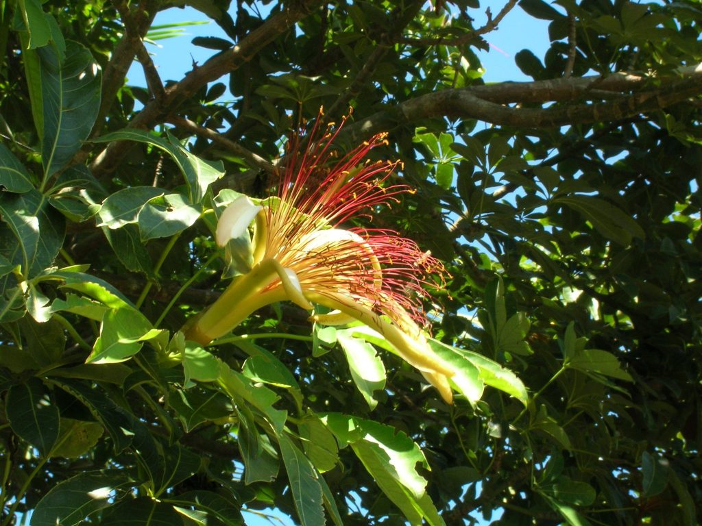 Pachira Aquatica Guyana Chestnut5 Richard Lyons Nursery Inc Like This