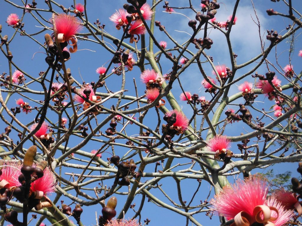 Pseudobombax ellipticum(Shaving Brush Tree14) Richard Lyons Nursery, Inc.