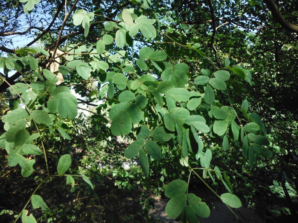 Caesalpinia granadillo(Bridalveil Tree6) Richard Lyons Nursery, Inc.