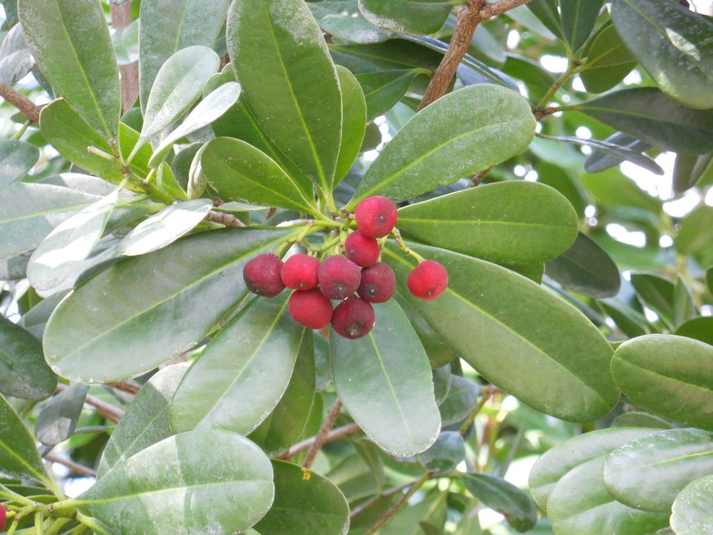 Canella winterana(Cinnamon Bark5) Richard Lyons Nursery, Inc.