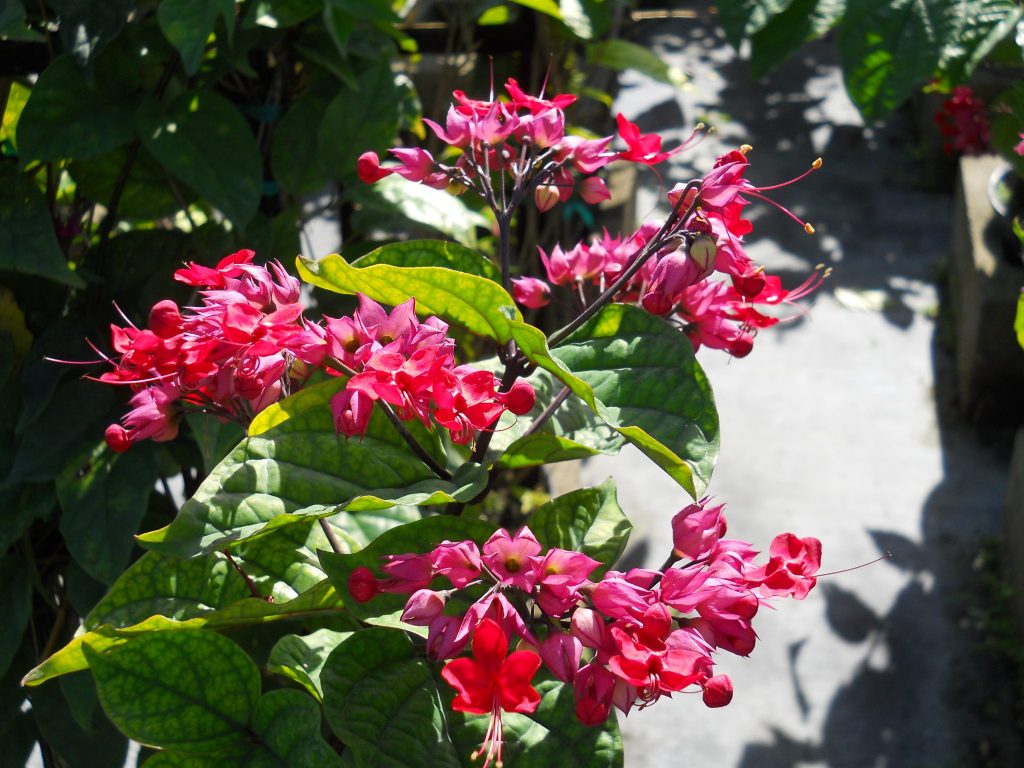 Clerodendrum thomsoniae 'Delectum'(Red Bleeding Heart ...