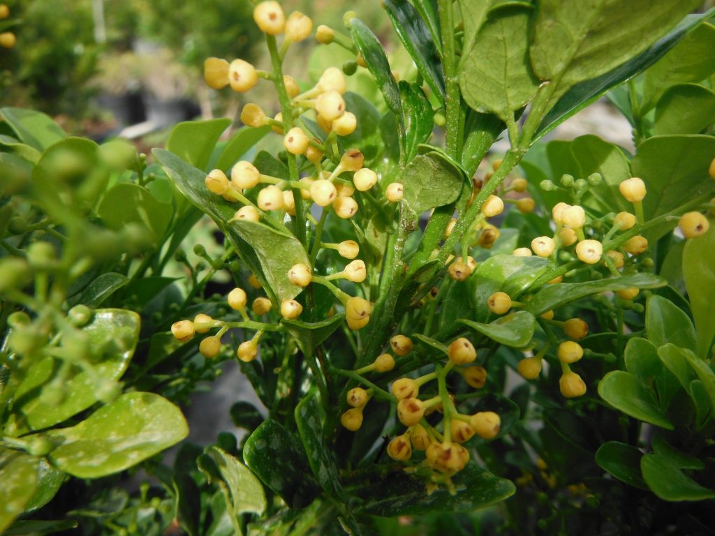 Aglaia Odorata Chinese Perfume1 Richard Lyons Nursery Inc Like This