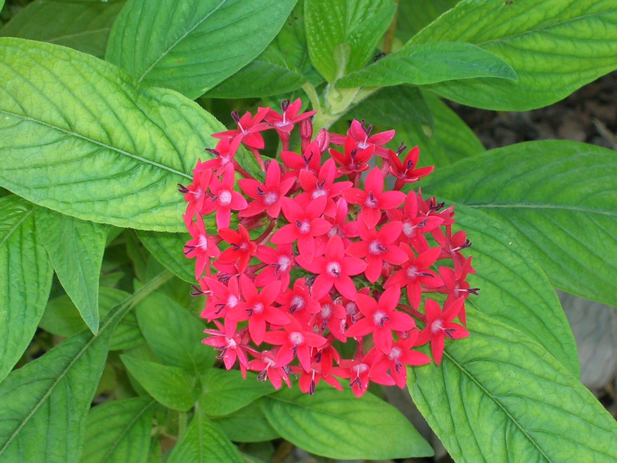 pentas