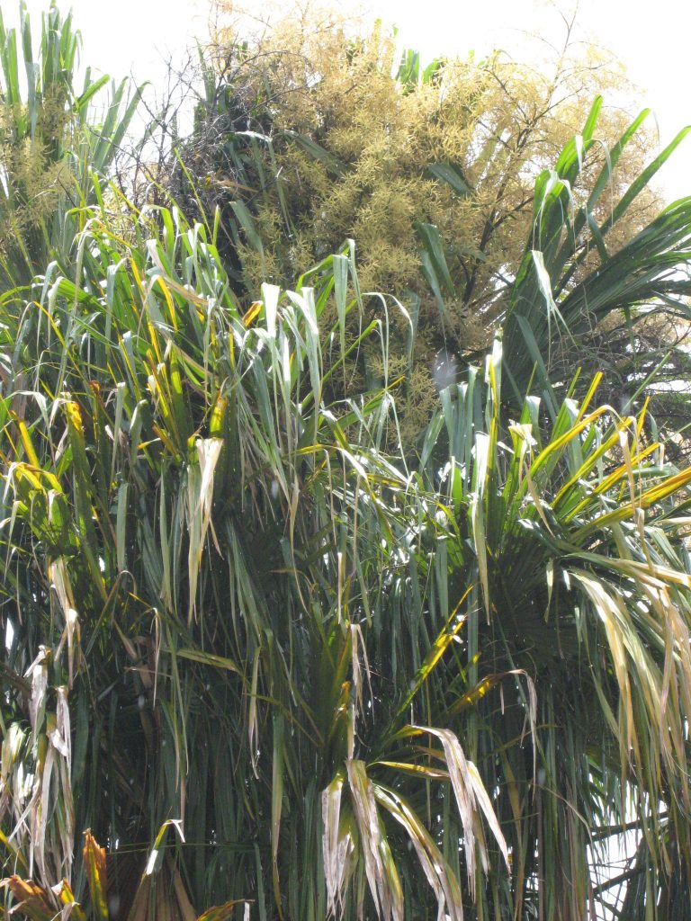 Sabal Mauritiiformis Savannah Palm3 Richard Lyons Nursery Inc Like This