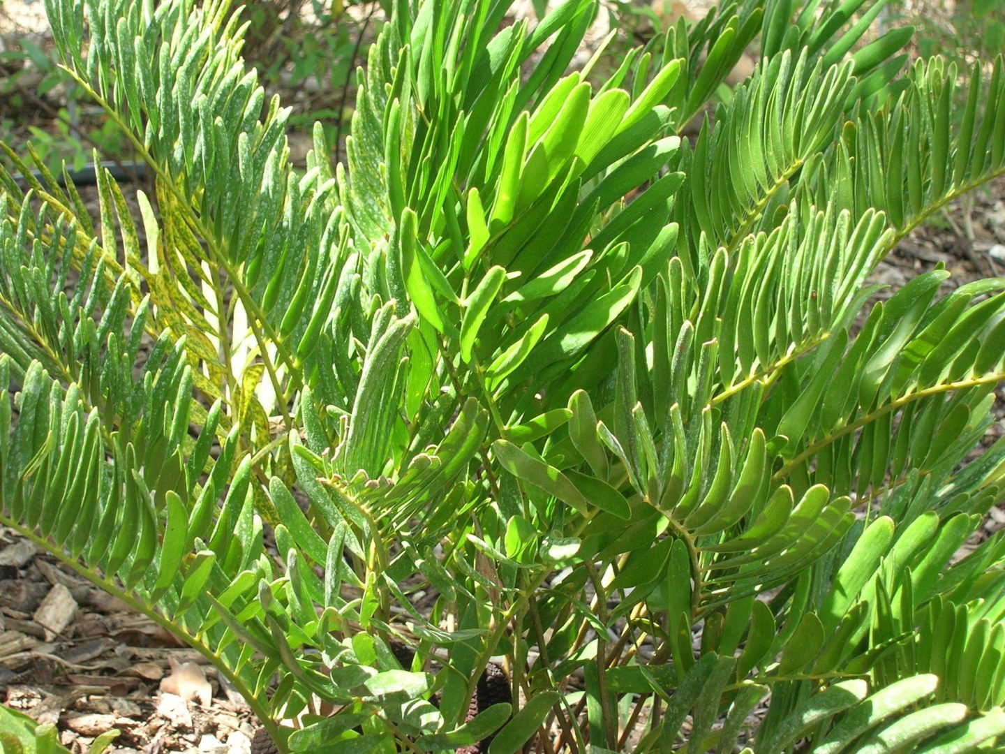 Zamia pumila (Florida Coontie) Richard Lyons Nursery, Inc.